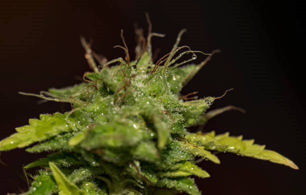 Breeding Cannabis Strains
