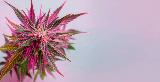 Cultivating Rare Cannabis Treasures