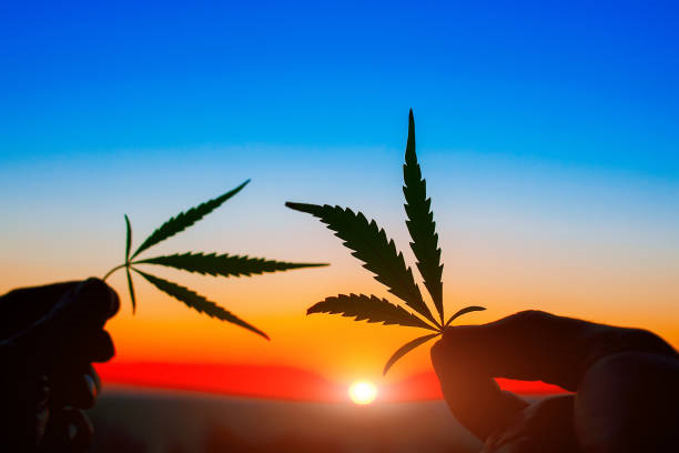 The World's Most Exotic Marijuana Strains: A Guide for Newbies and Connoisseurs