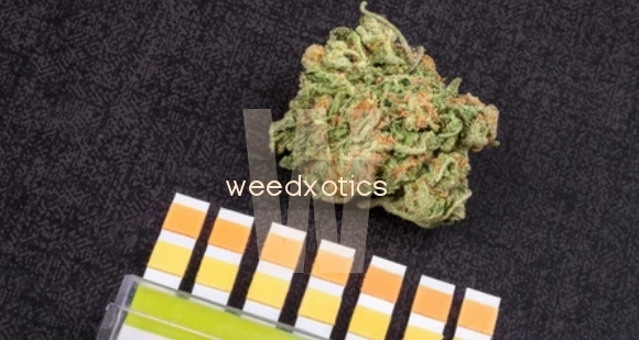 pH and Quality Cannabis
