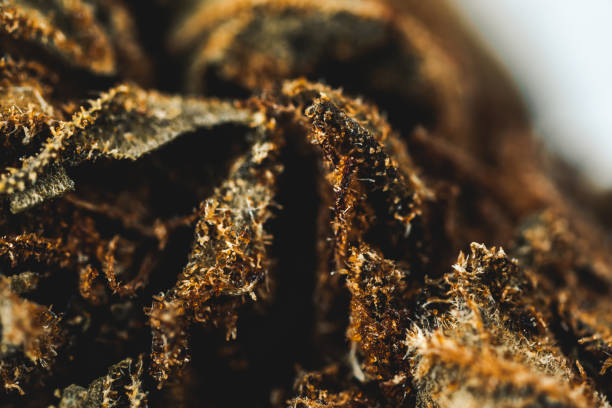 Landrace Strains: Unique Cannabis