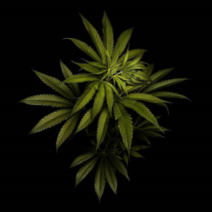 Landrace Strains: Unique Cannabis