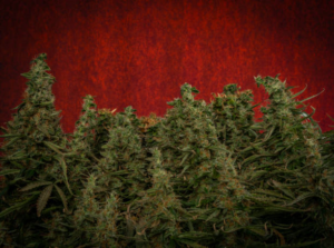 Black Market Growers: Surviving the Legal Cannabis Market