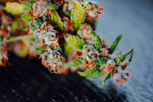 Rare US Cannabis Strains
