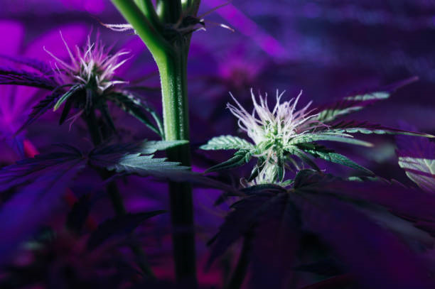 Exotic Strains: Flavors & Effects